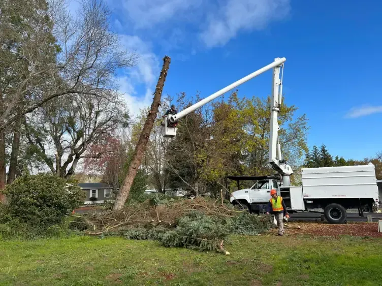 A tree being cut down by a cherry picker truck with a worker in a safety vest. Overcast sky.