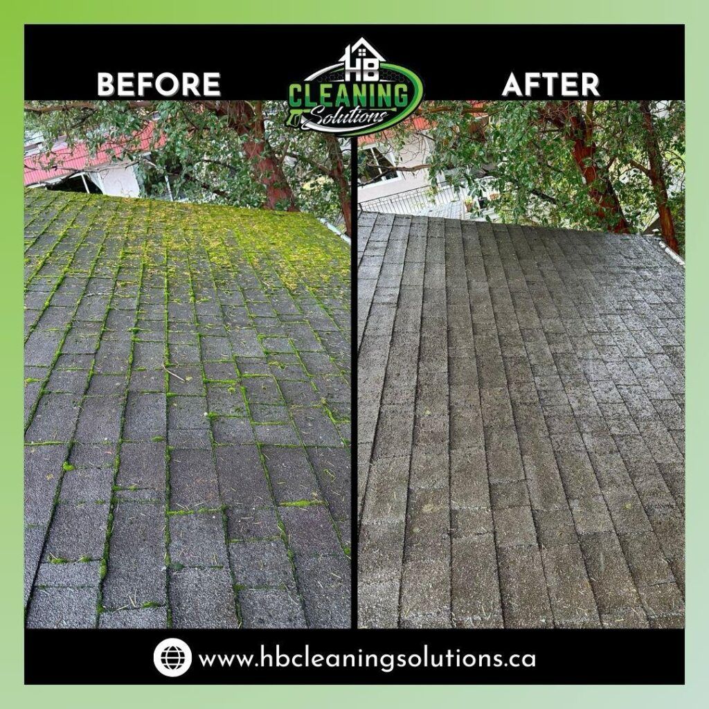 Roof shingle moss removal
