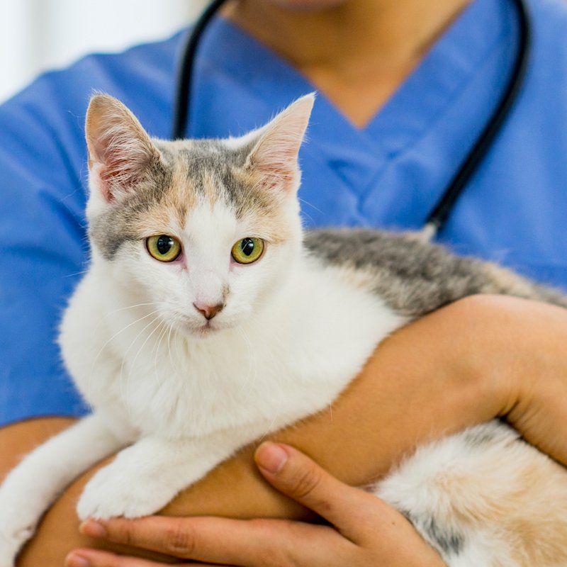 Veterinarian Holding a Cat — Federal Way, WA — Cascade Veterinary Hospital
