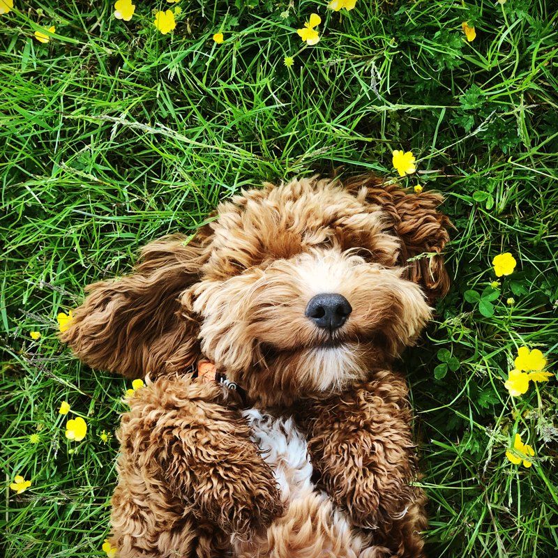 Happy Dog — Federal Way, WA — Cascade Veterinary Hospital