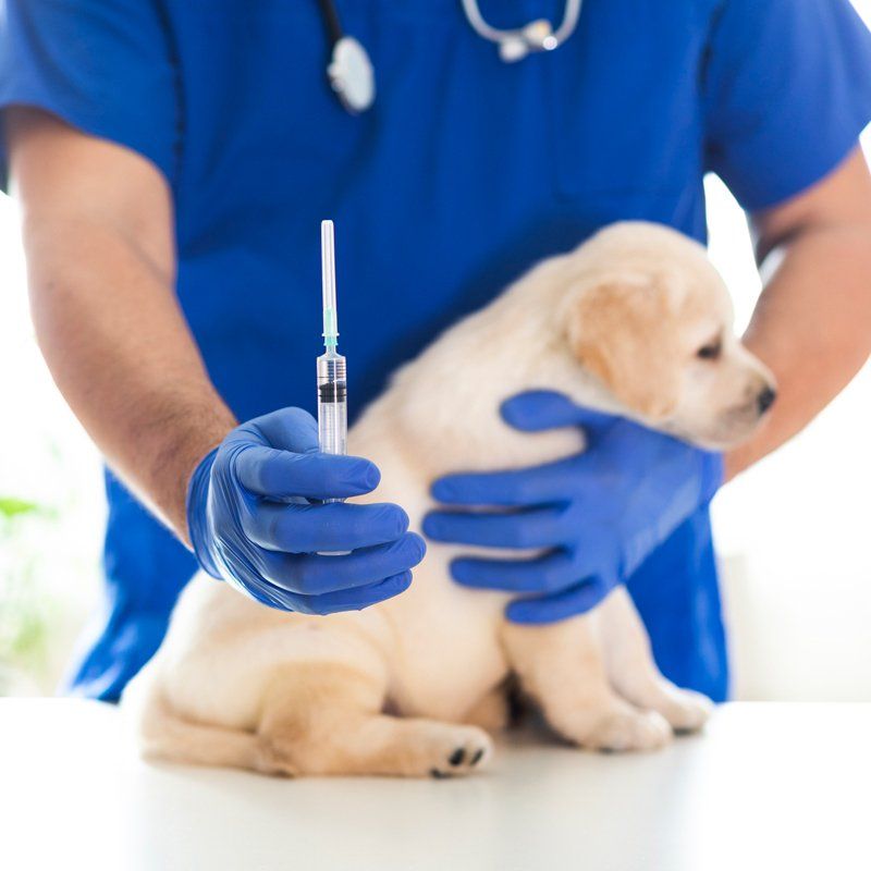 Vaccine — Federal Way, WA — Cascade Veterinary Hospital