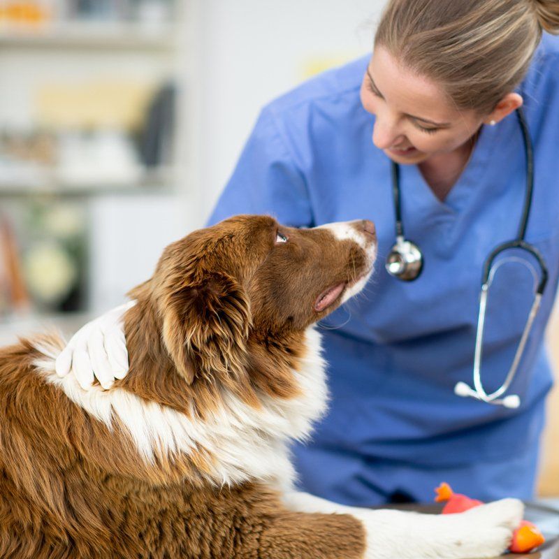 Pet Care — Federal Way, WA — Cascade Veterinary Hospital