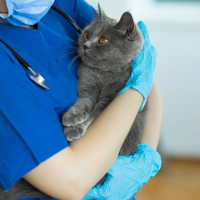 Pet Pain Management — Federal Way, WA — Cascade Veterinary Hospital