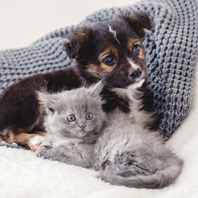 Puppy and Kitten Care — Federal Way, WA — Cascade Veterinary Hospital