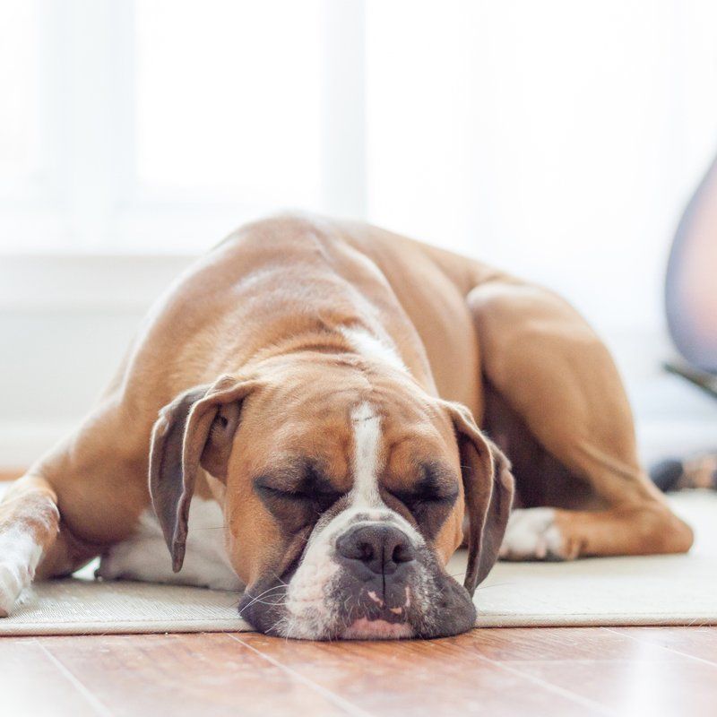 Sleeping Dog — Federal Way, WA — Cascade Veterinary Hospital