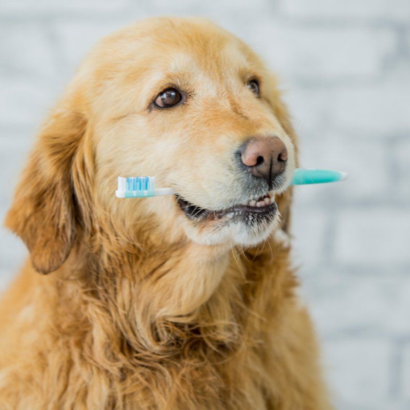 Pet Dental Care — Federal Way, WA — Cascade Veterinary Hospital