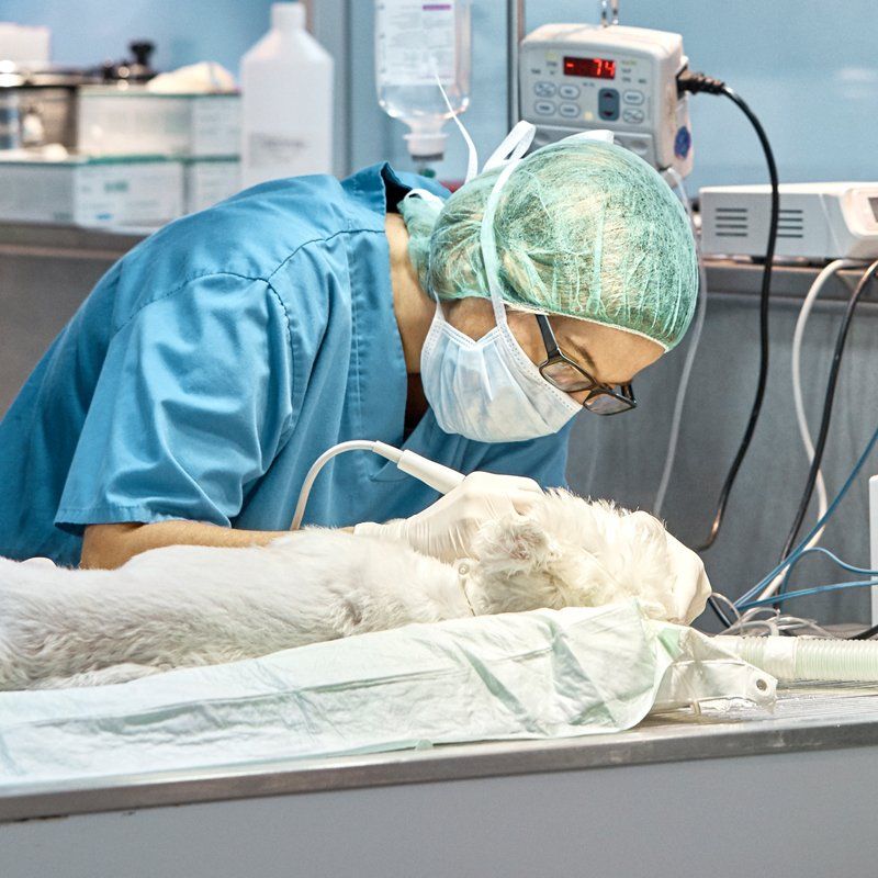 Pet Surgery — Federal Way, WA — Cascade Veterinary Hospital