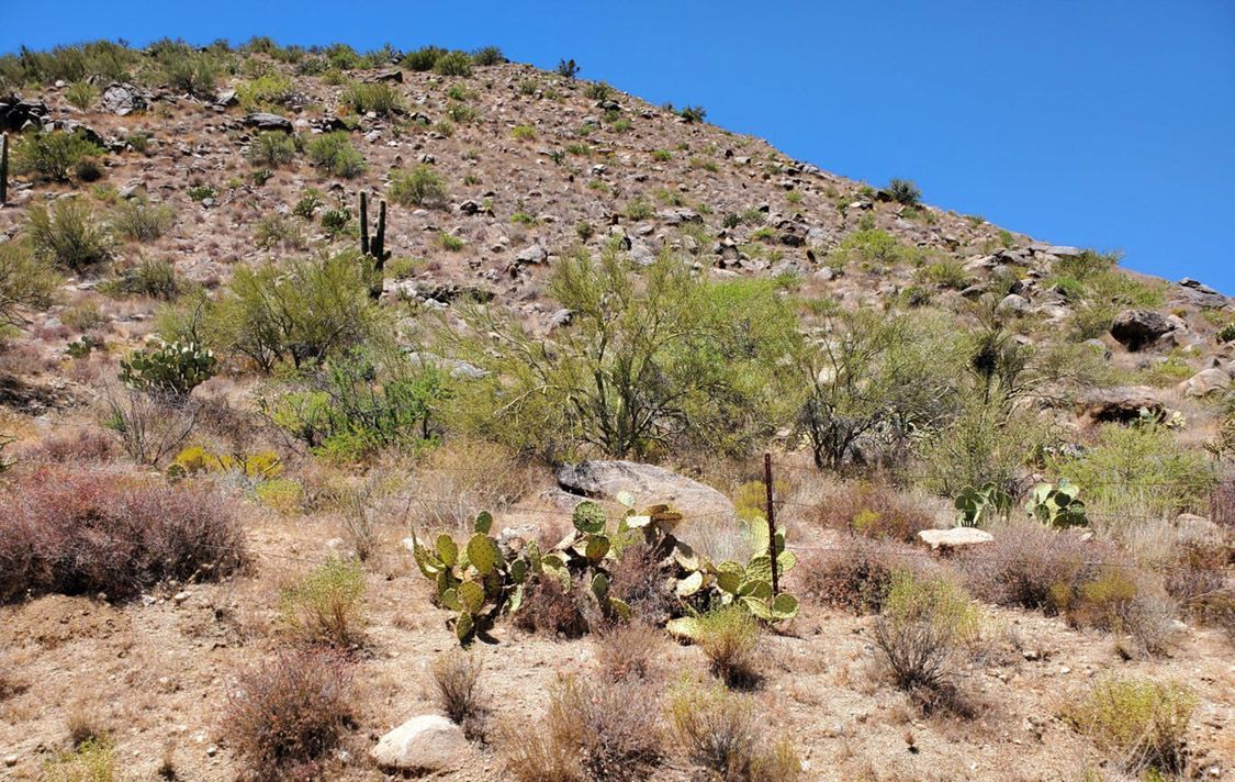 25430 S GHOST TOWN ROAD, 19 - CONGRESS