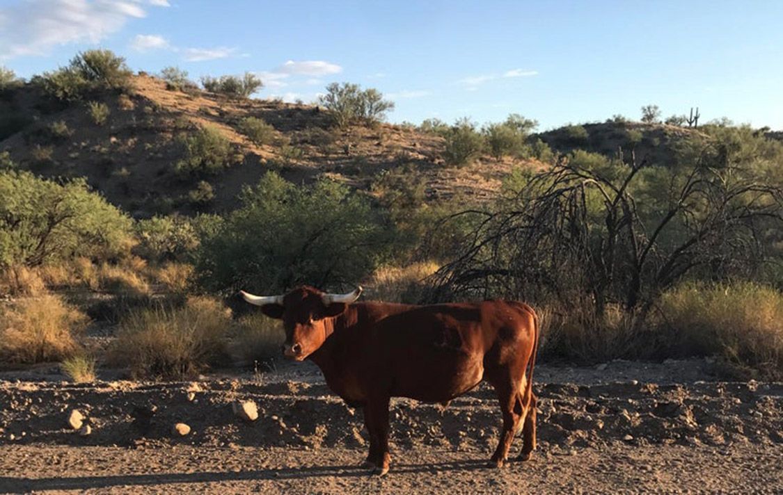 45000 W ABBOTT ROAD, 18 B - WICKENBURG