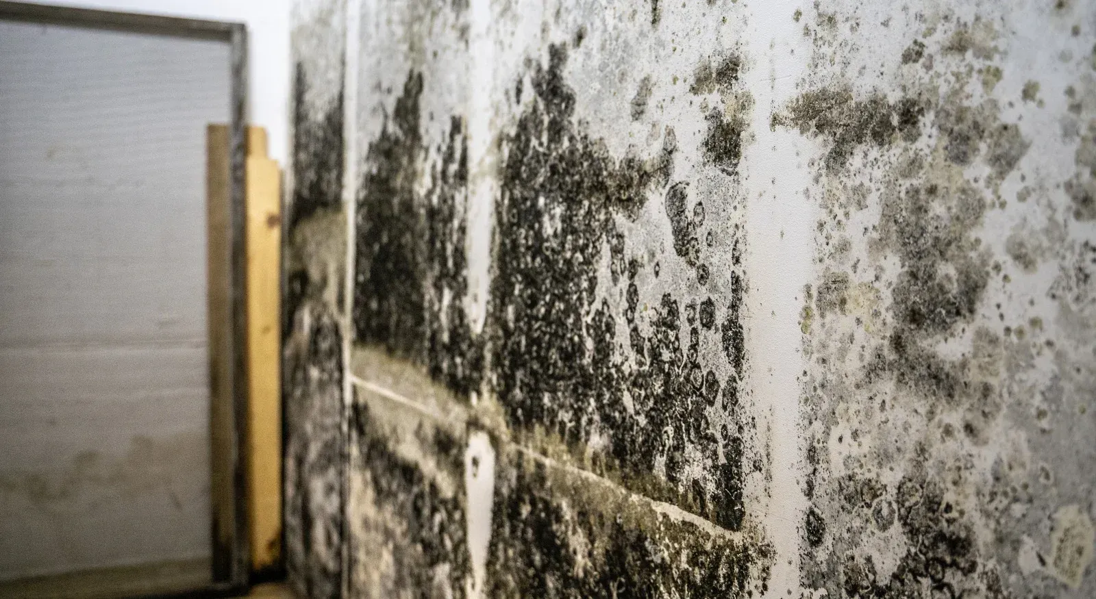 A wall with a lot of mold on it and a door in the background.