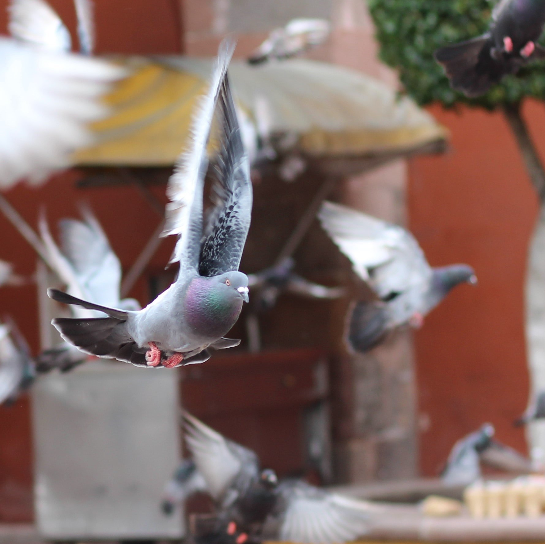 כלוב ליונים