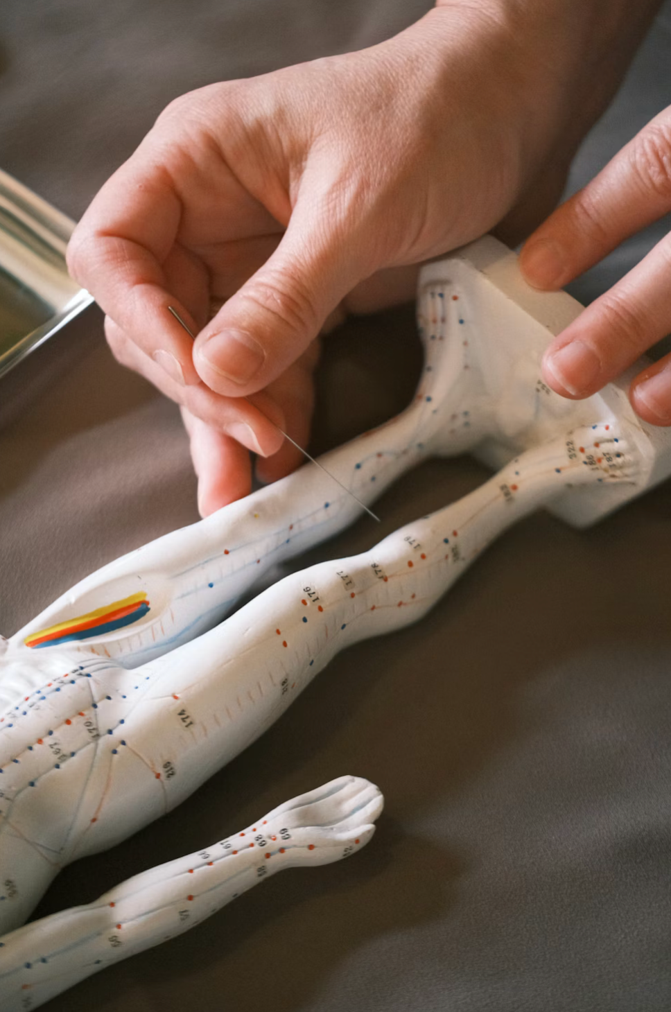 Hands pinning acupuncture needles into a white mannequin leg with colored meridian lines