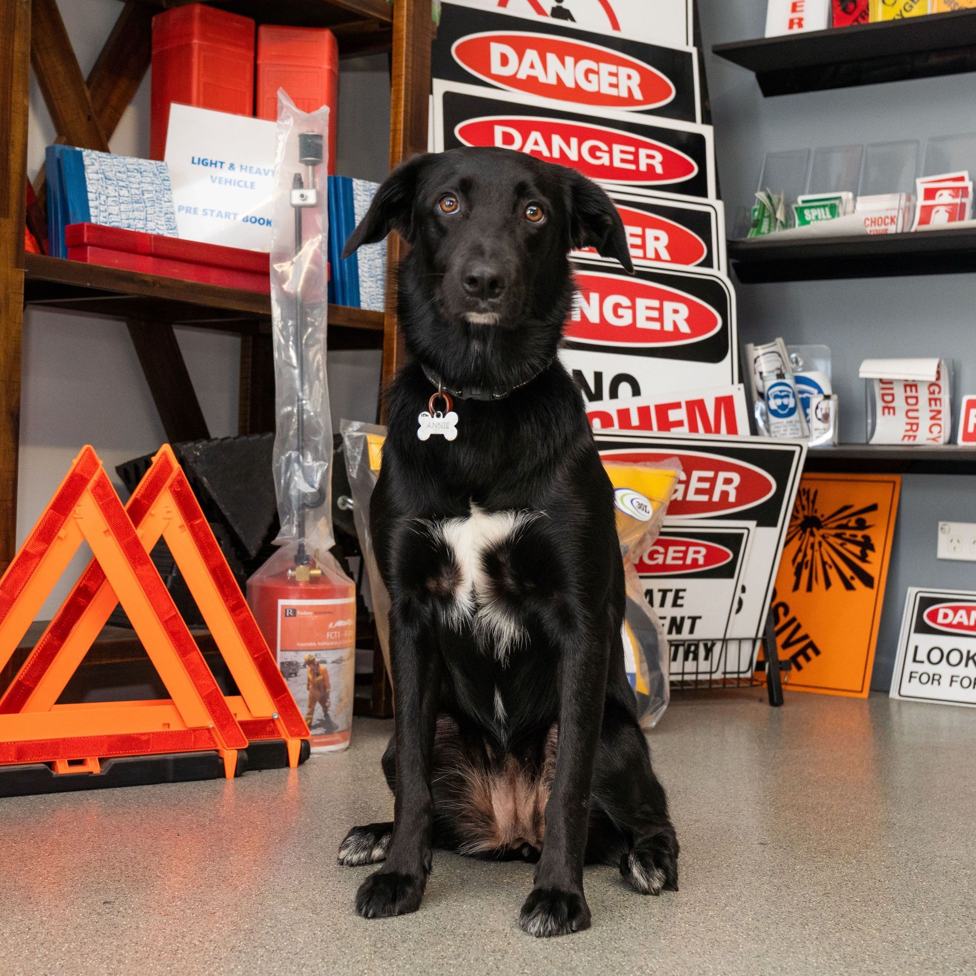 A Black Dog Is Sitting in Front of A Stack of Danger Signs - Buddy's Fire