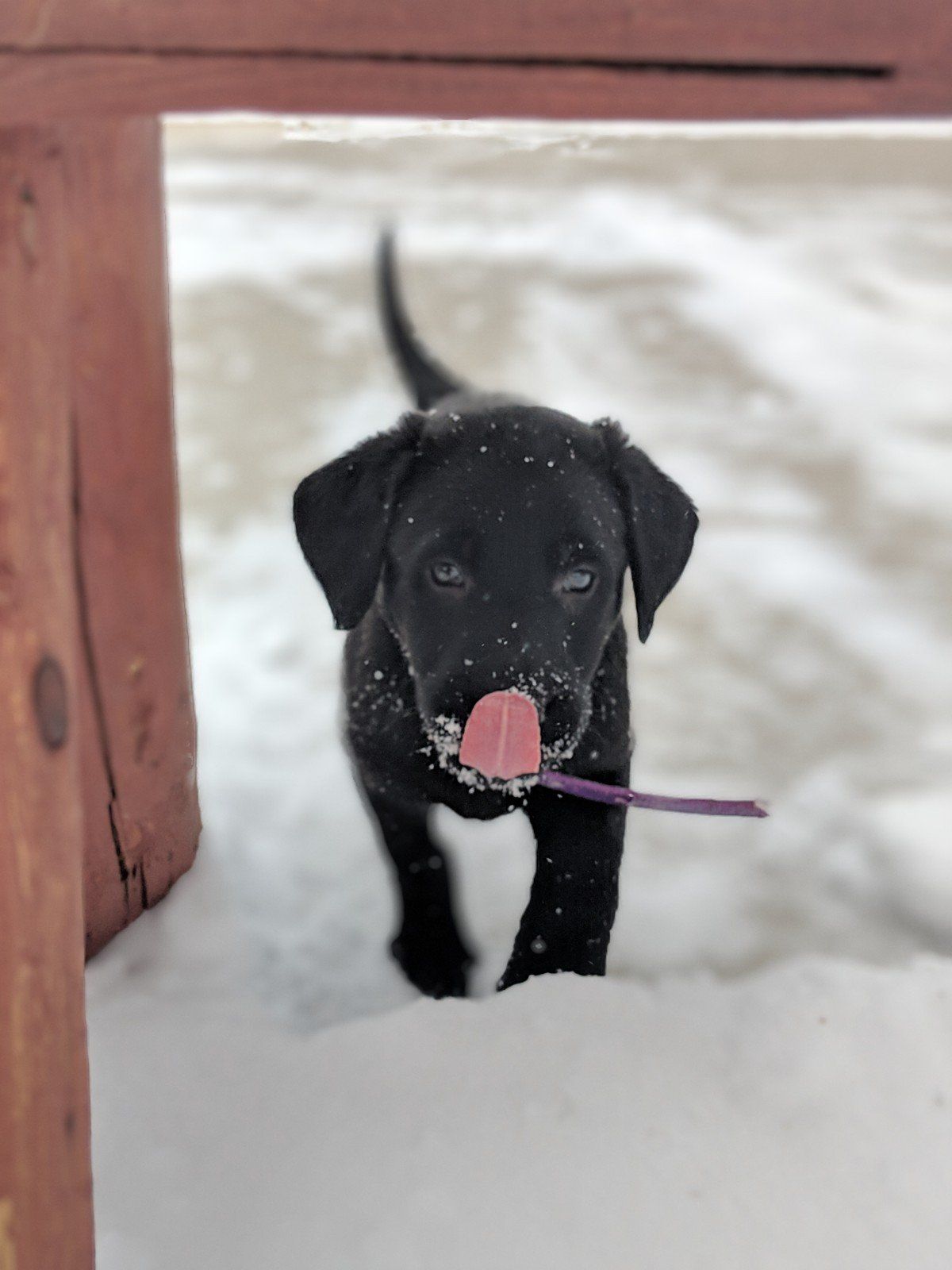 A black lab puppy is sticking its tongue out in the snow
