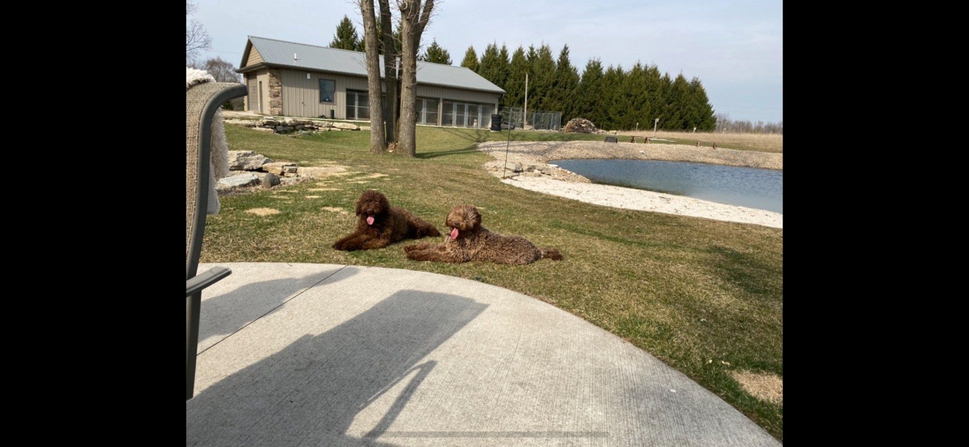 Two dogs are laying in the grass next to a body of water.