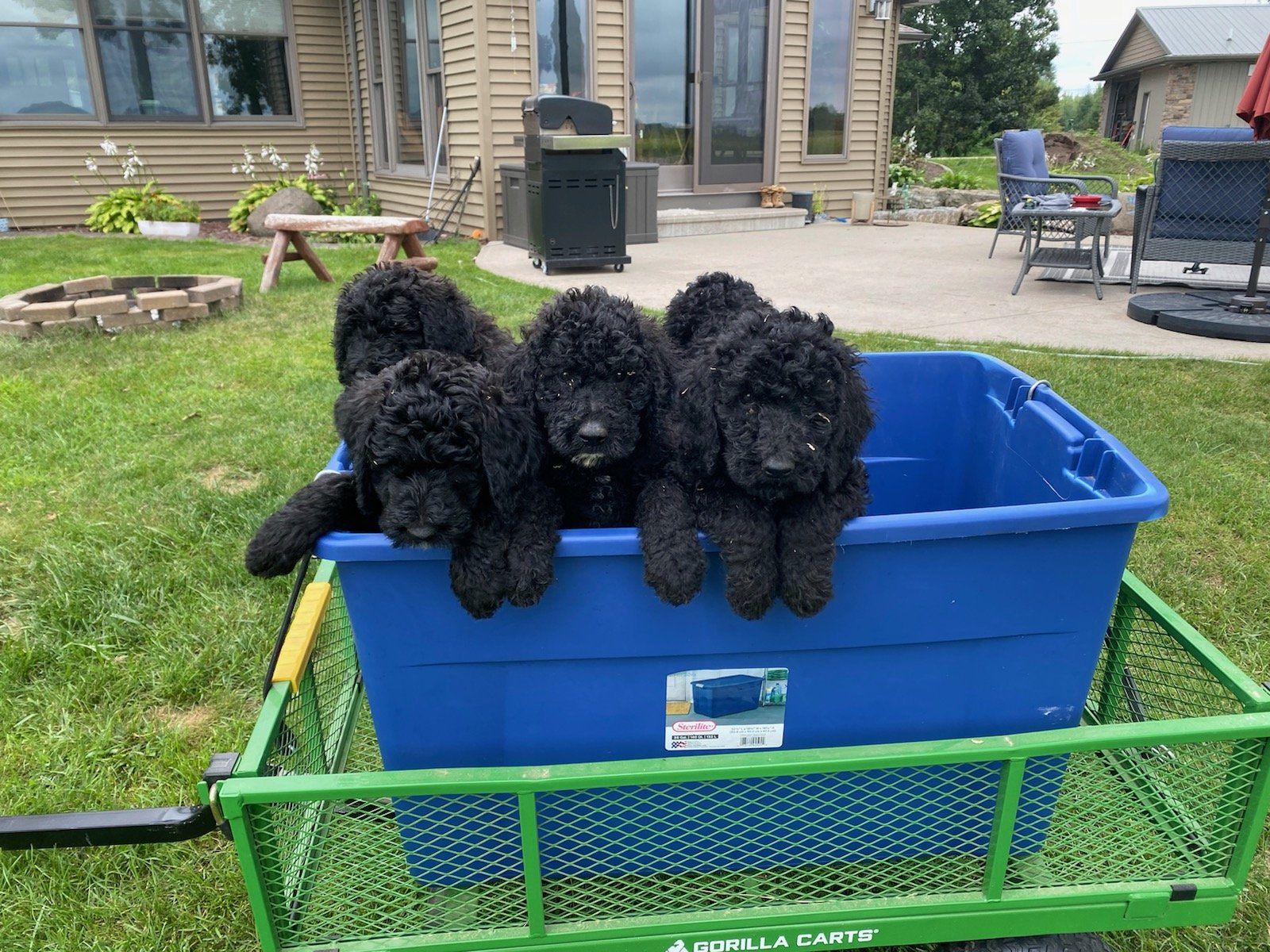 A group of black Labradoodle puppies are sitting in a blue bin on a trailer.