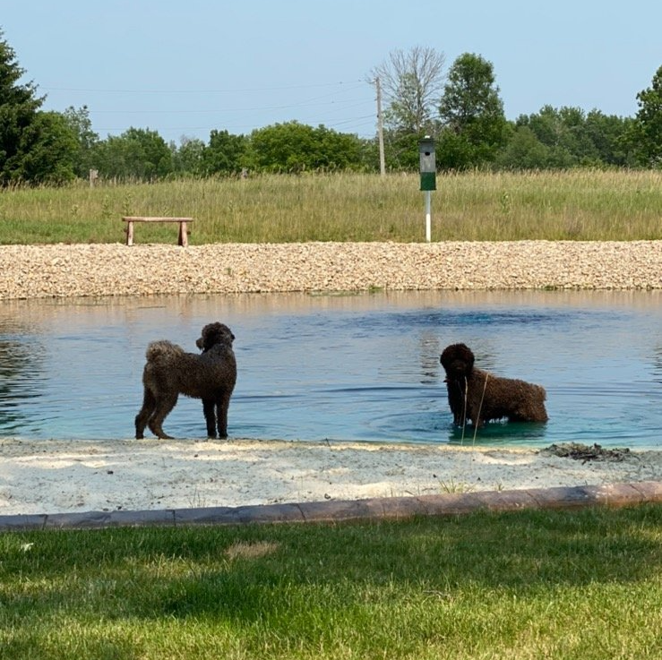 Two dogs are standing in the water near a picnic table