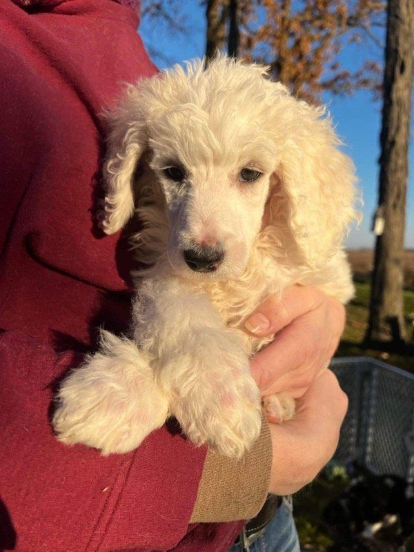 A person is holding a white poodle puppy in their arms.