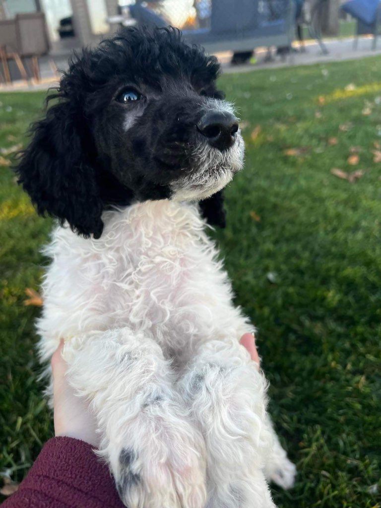 A person is holding a black and white Labradoodle poodle puppy in their hand.
