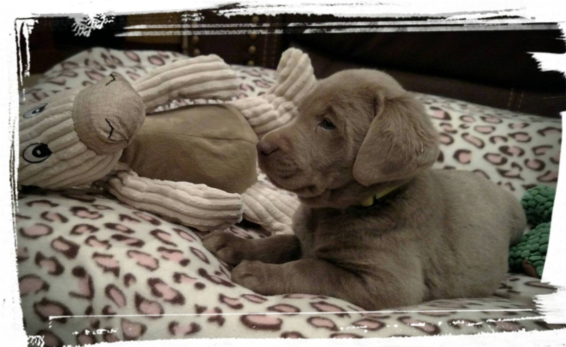 A Lab puppy laying next to a stuffed animal on a bed