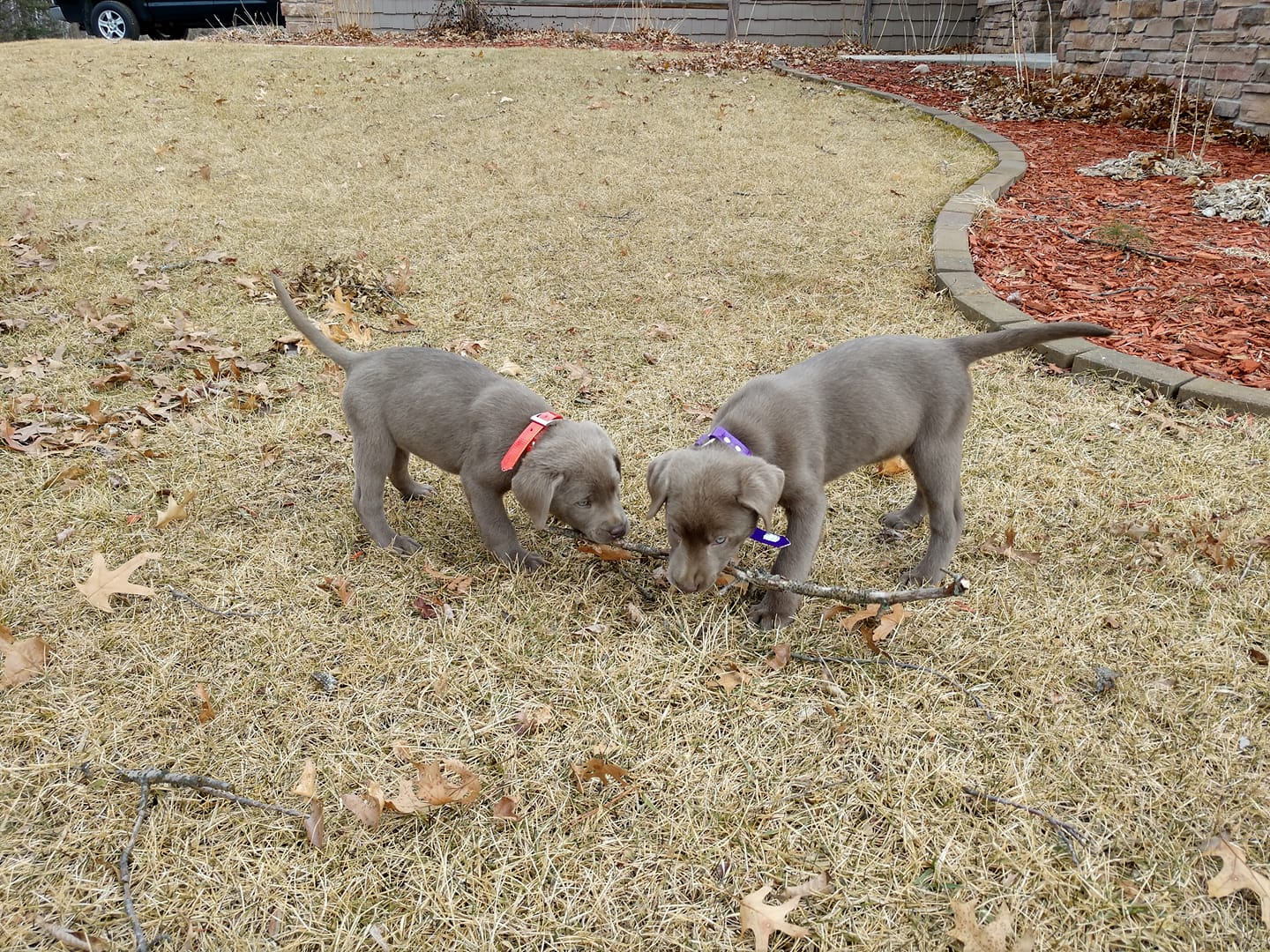 Two puppies are playing with a stick in the grass.