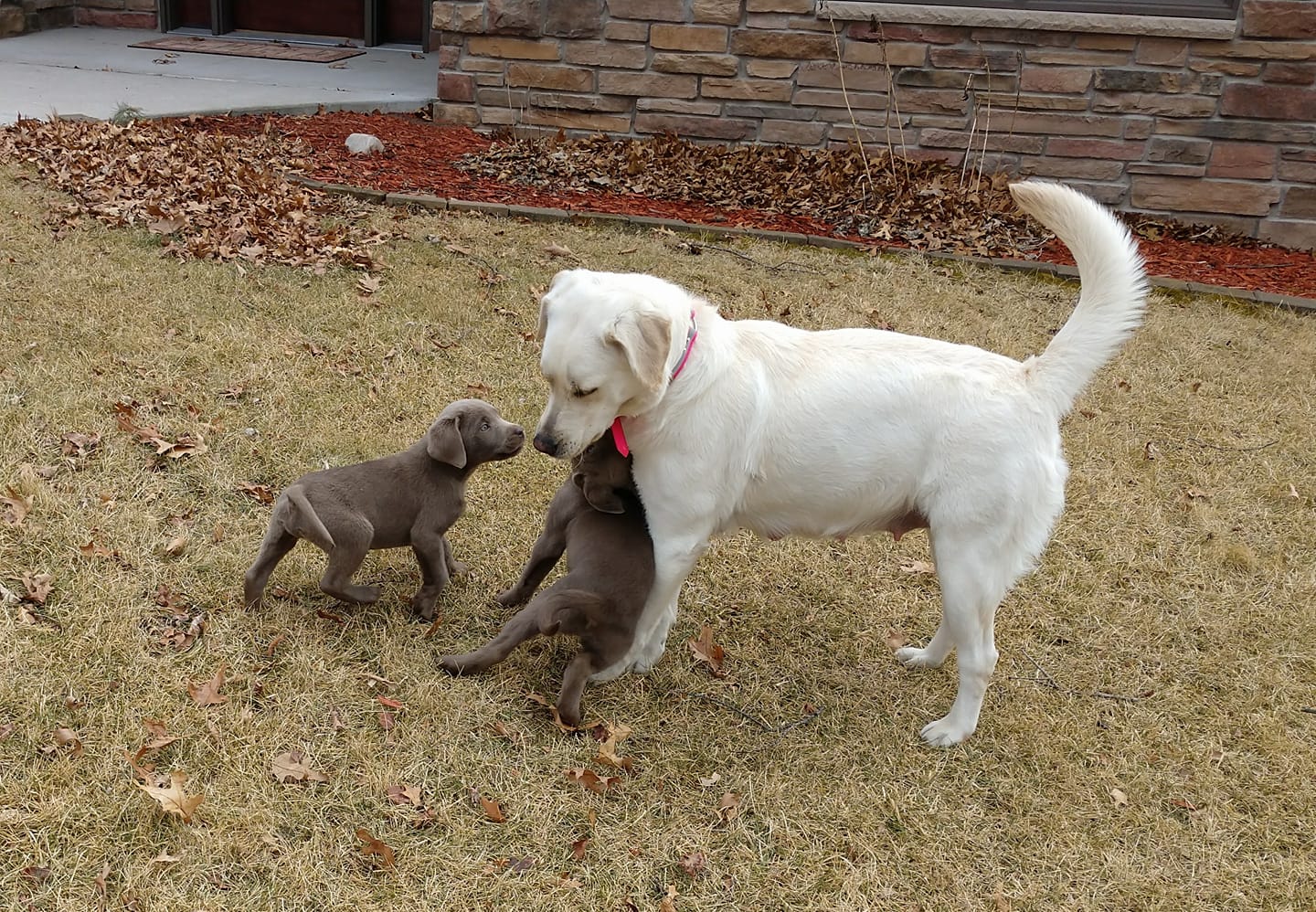 A white dog is playing with two puppies in the grass