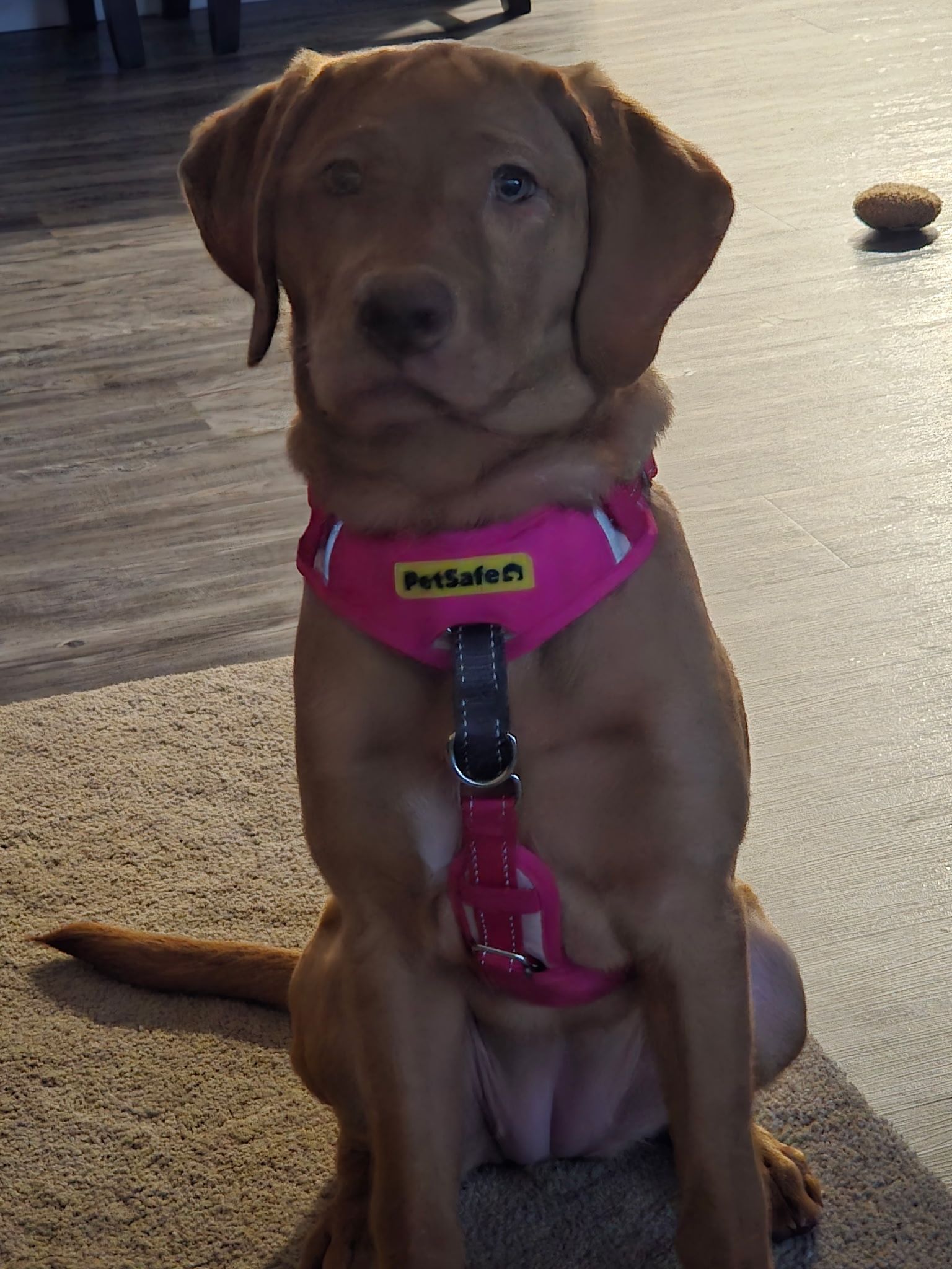 A person is playing with a black dog in the snow