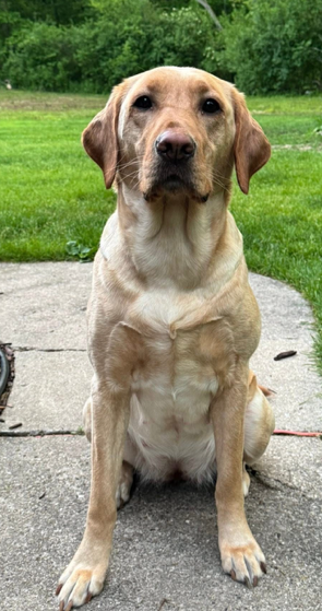 A dog wearing a bandana is laying on the floor next to a motorcycle.