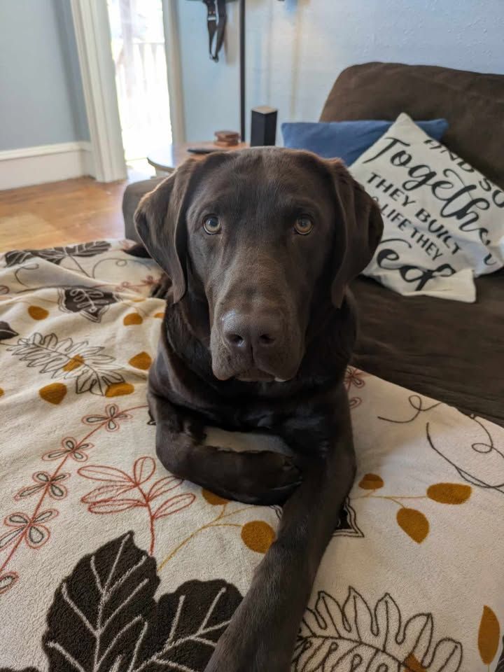 A white dog with brown ears is laying in the grass