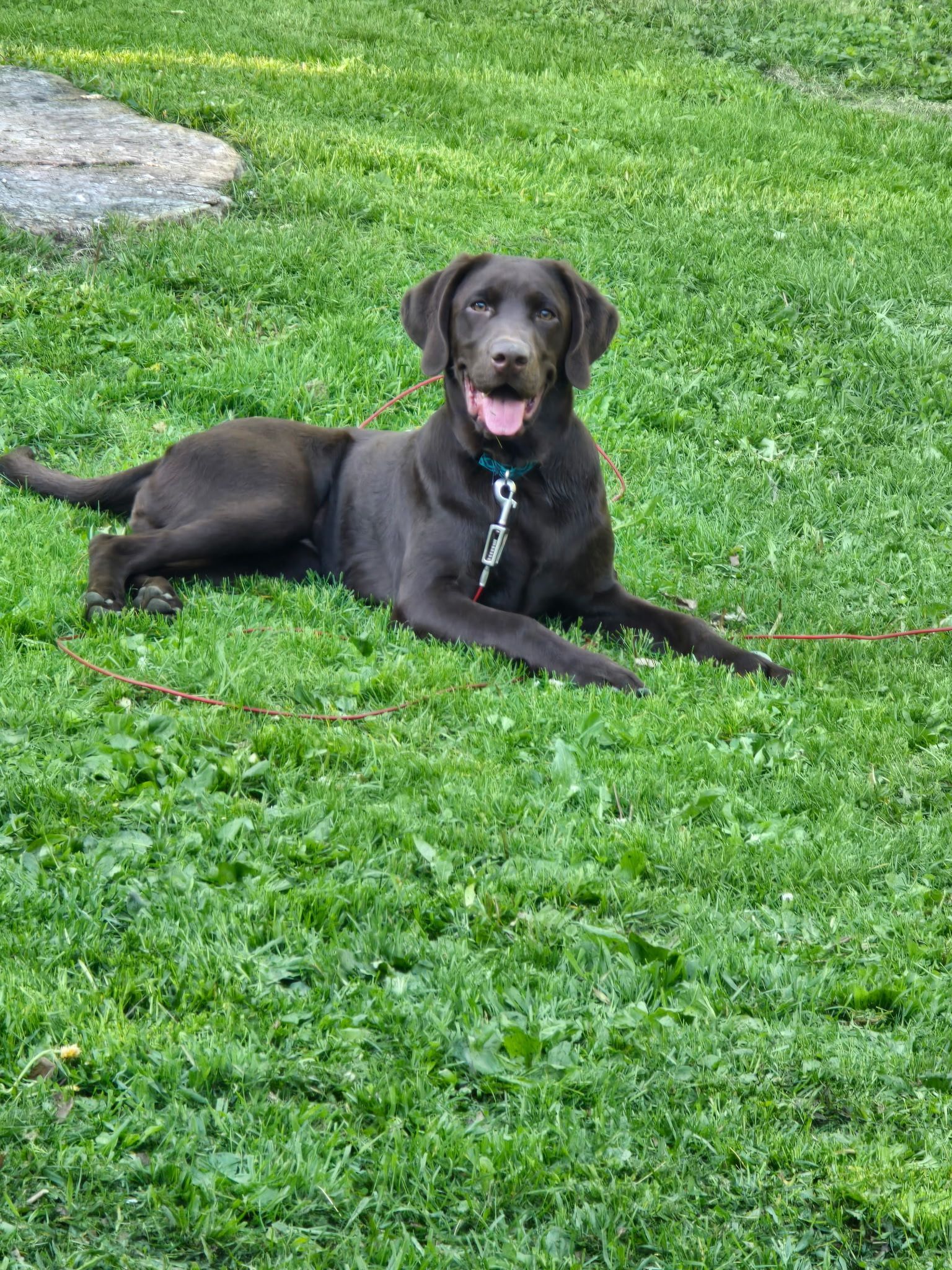 The logo for the labrador lodge is a black and white drawing of a dog.