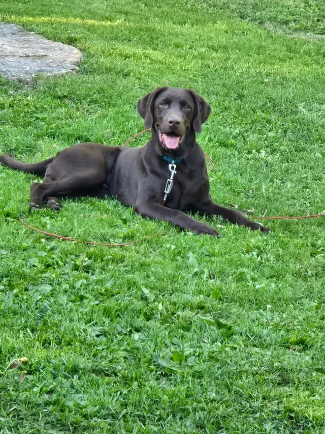Labrador Puppies | The Lab Lodge