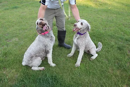A man is standing next to two Labradoodle dogs in the grass.