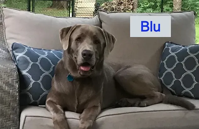 A dog is laying on a couch with pillows.