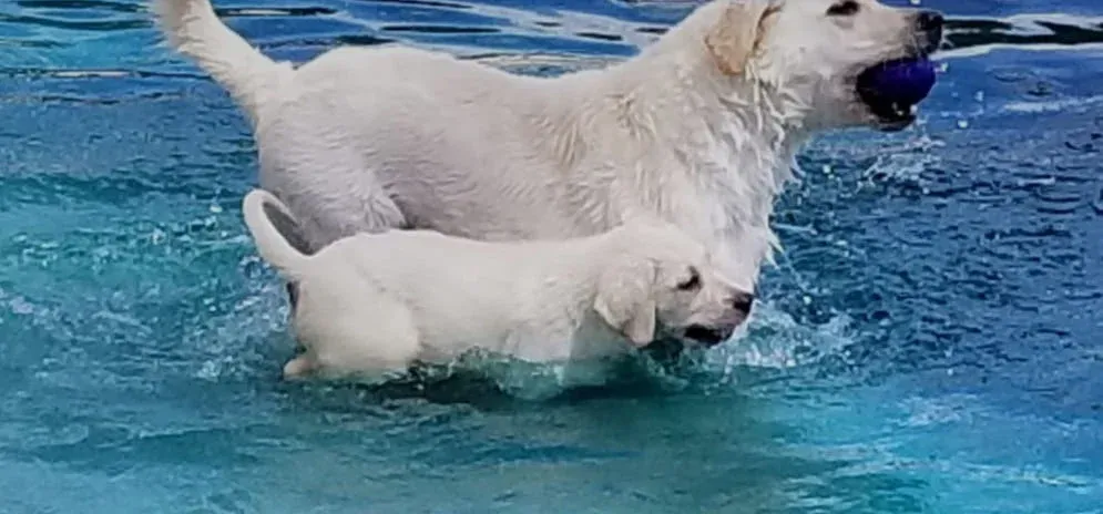 A Labrador dog and a Lab puppy are playing in a swimming pool.