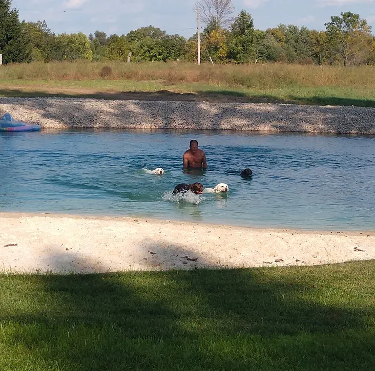A man and two dogs are swimming in a lake