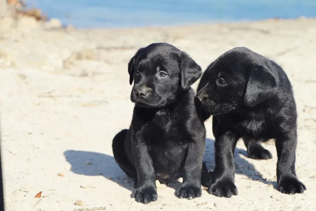 Two black lab puppies are sitting on a sandy beach.