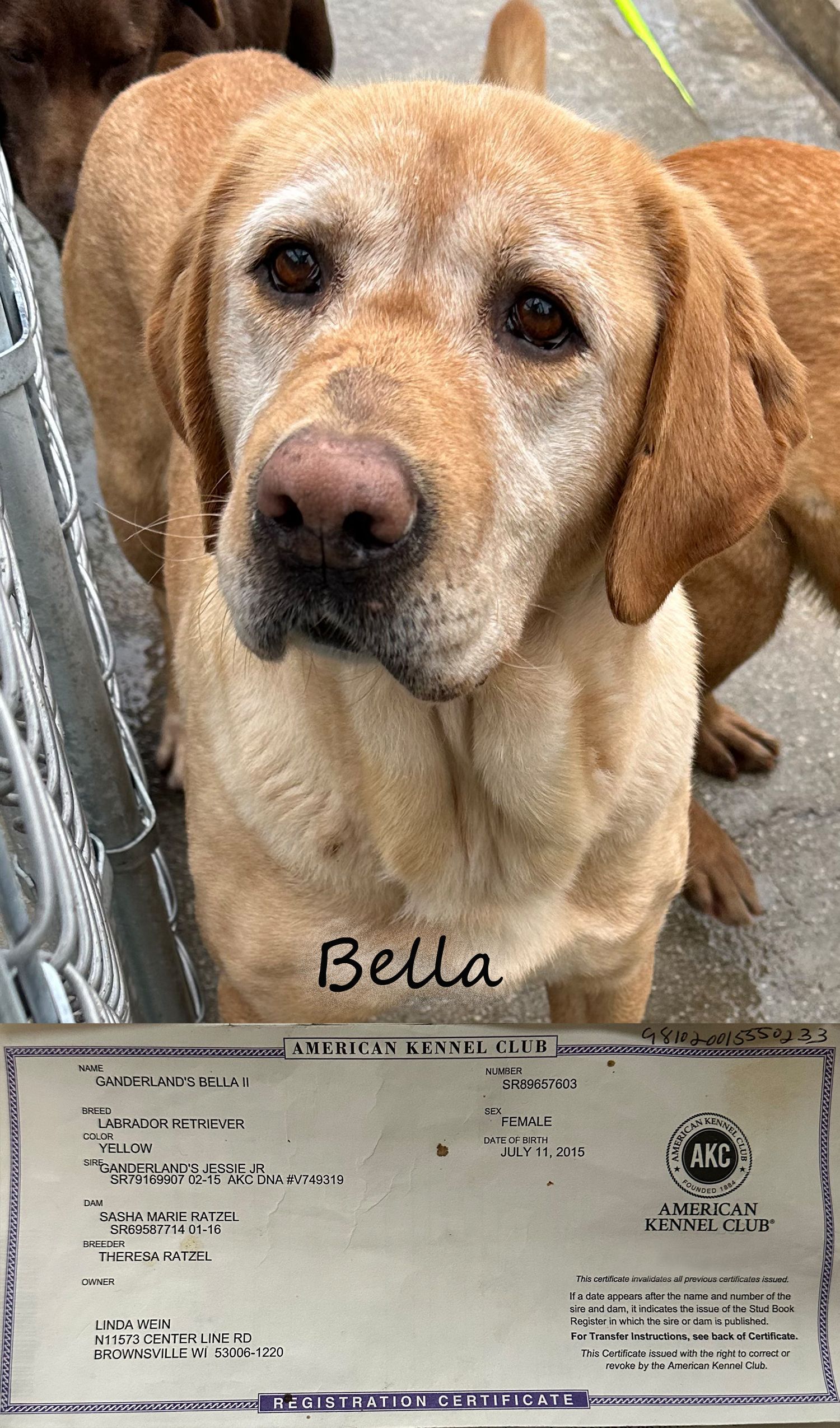 Award Winning Labrador Breeders The Lab Lodge