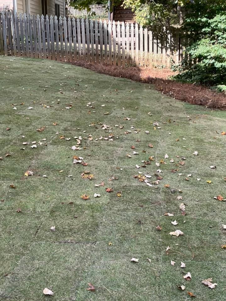 Grassy yard with scattered fallen leaves, a wooden fence, and some trees in the background.