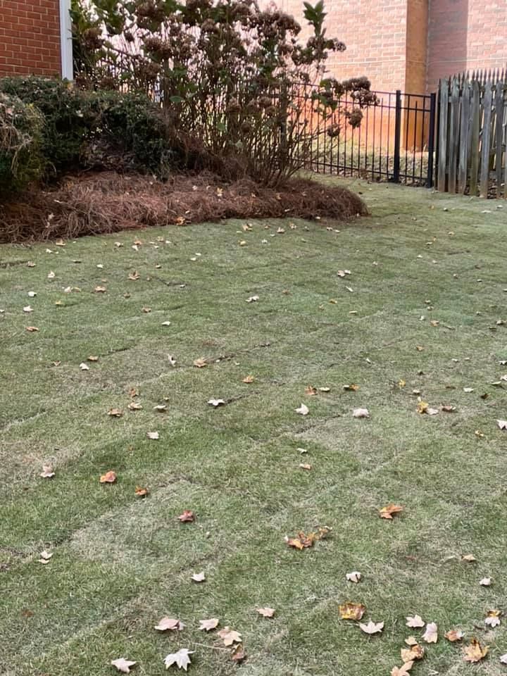Green lawn with scattered fallen leaves, bordered by bushes, a fence, and a brick building.
