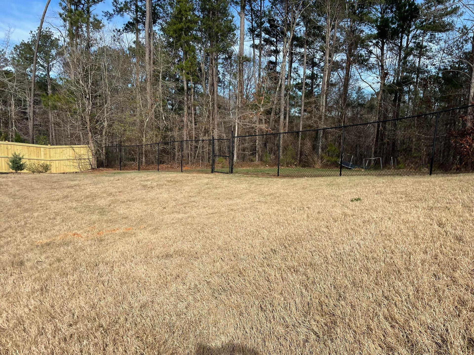 Open grassy yard with brown grass, black fence, and trees in the background.