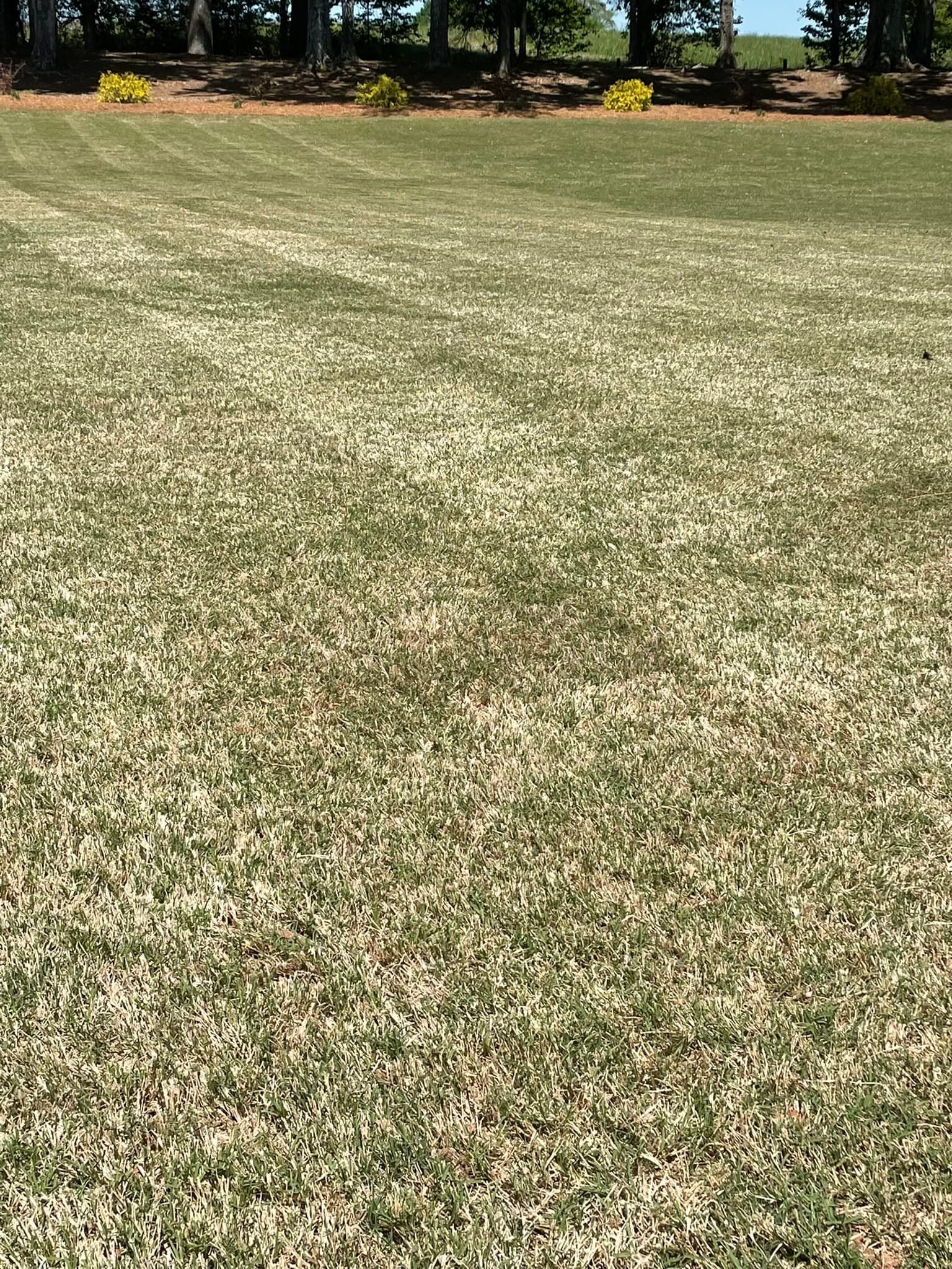 Lawn with patchy green and brown grass, trees in the background, blue sky.