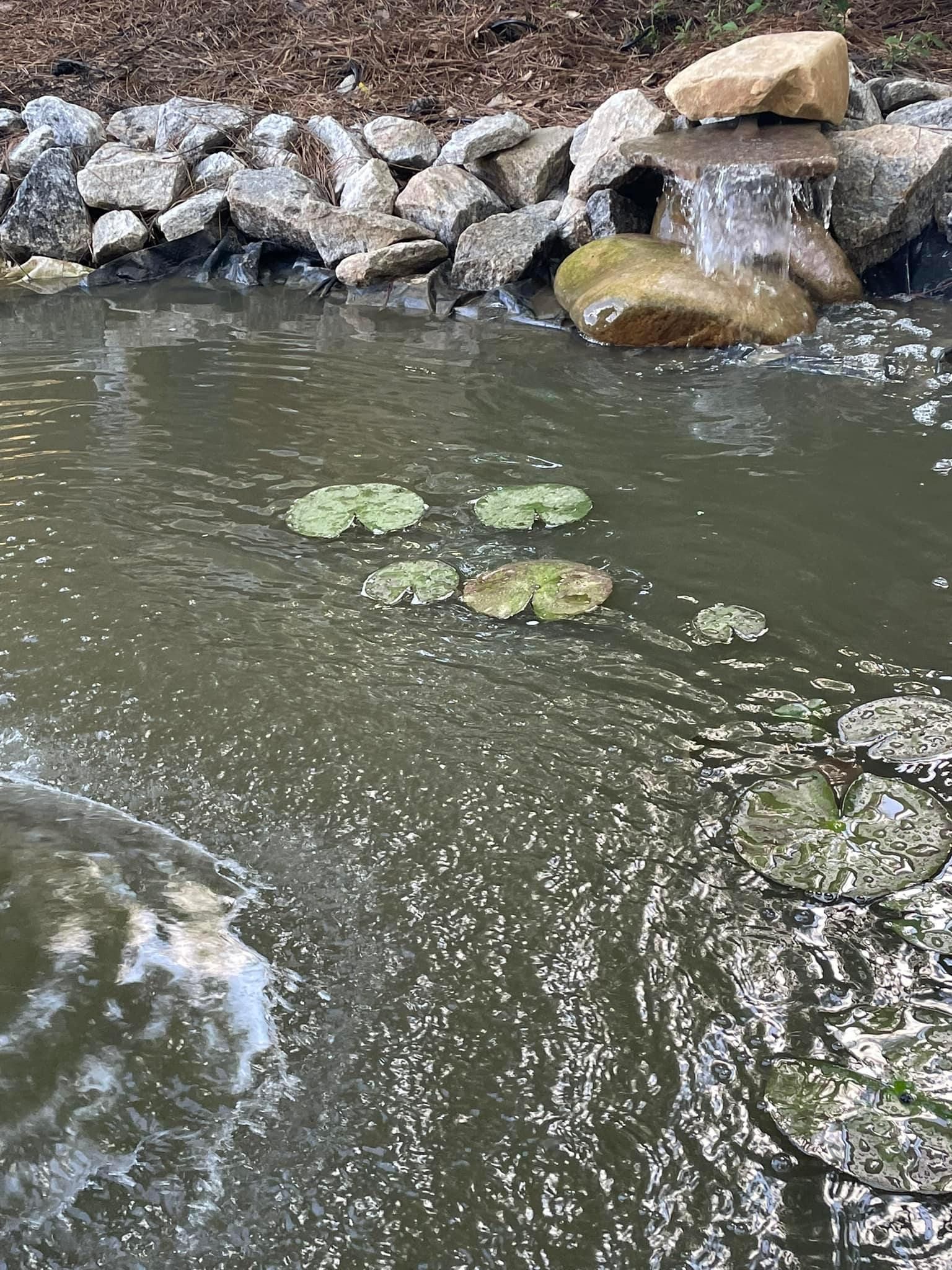 Pond with small waterfall; waterlilies float on the surface; rocky bank borders the edge.