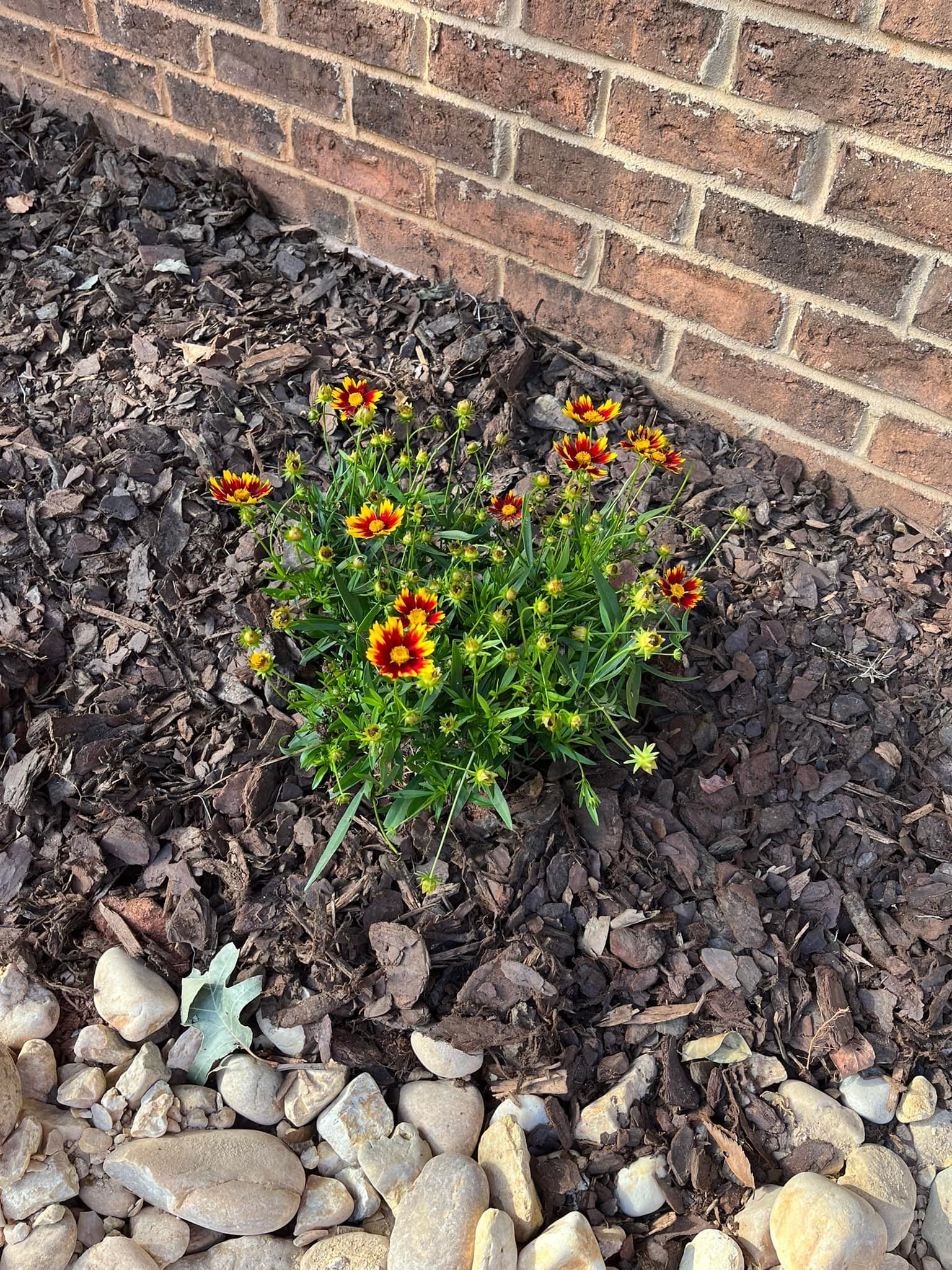 Yellow and red flowers in mulch near a brick wall and stones.