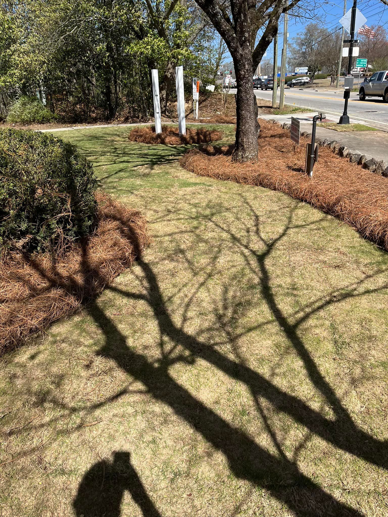 Shadow of a tree on grass. Brown mulch border, white posts, road, and trees in the background.
