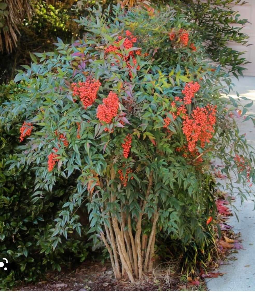 Bush with green leaves and clusters of orange berries near a sidewalk.
