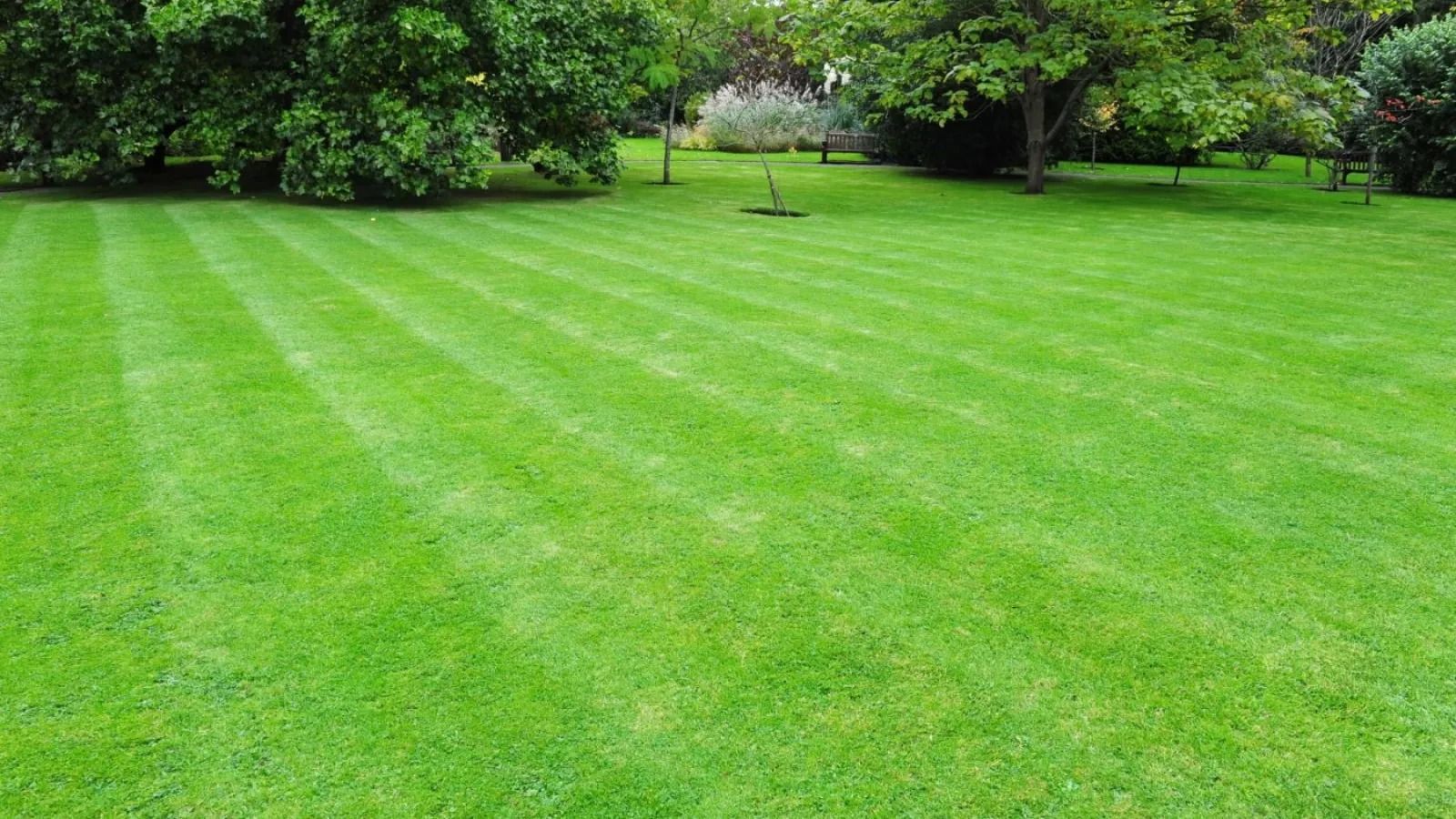 Lawn with stripes of freshly cut green grass, trees in the background.