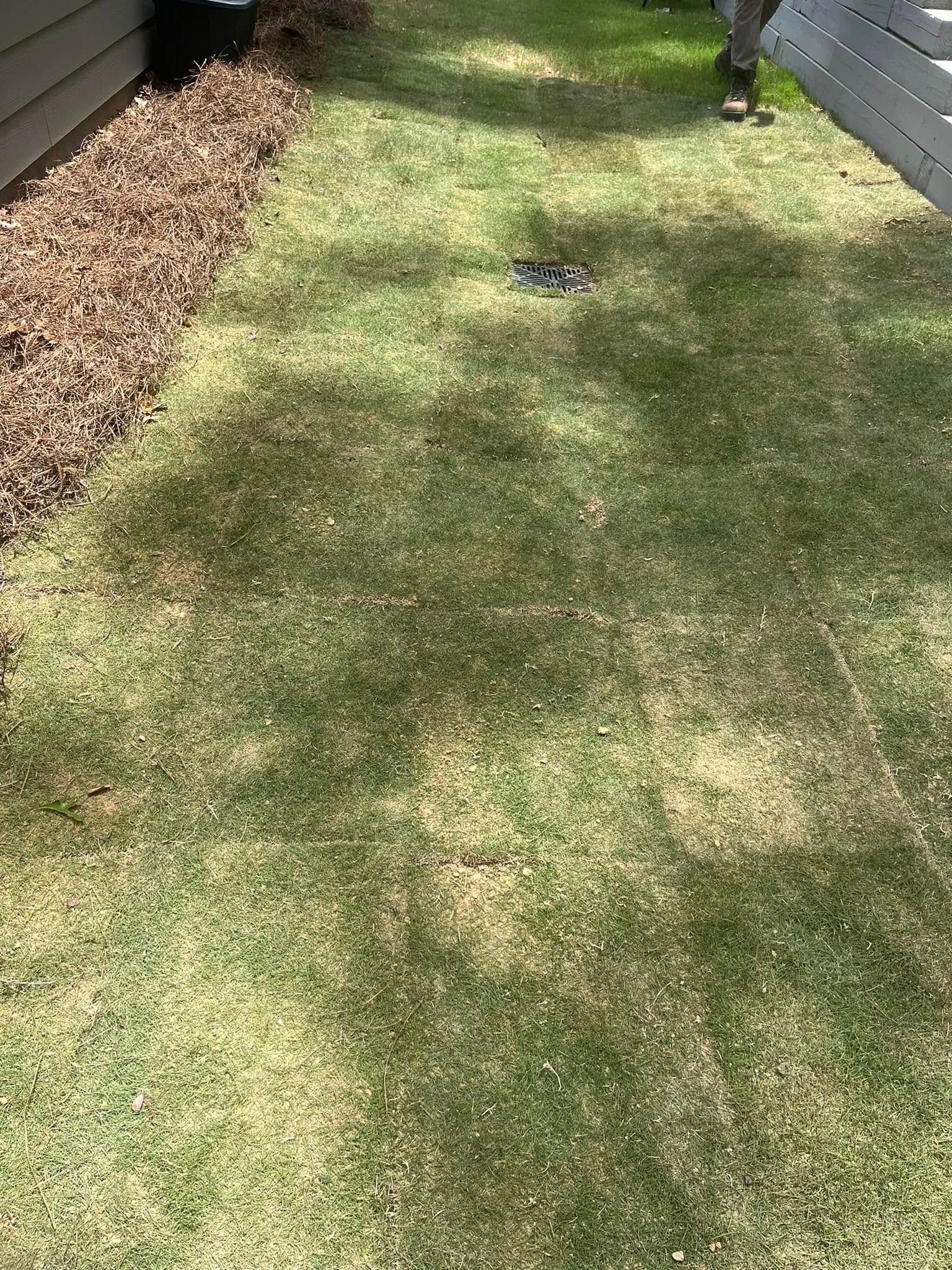 Lawn with brown and green patches, next to a brown hedge and a gray fence.