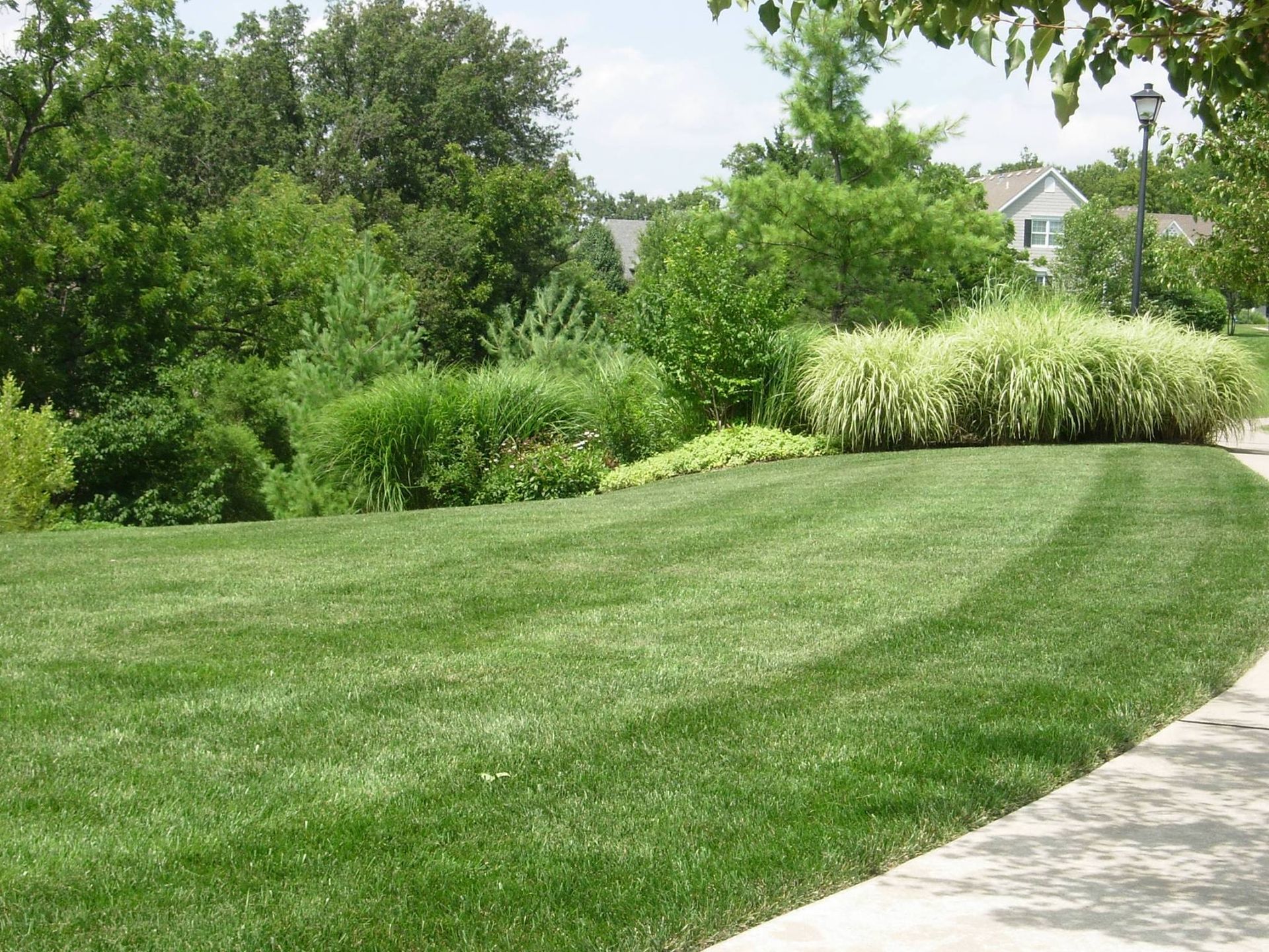 Lush green lawn with curved lines, bordering a sidewalk, trees, and shrubs on a sunny day.