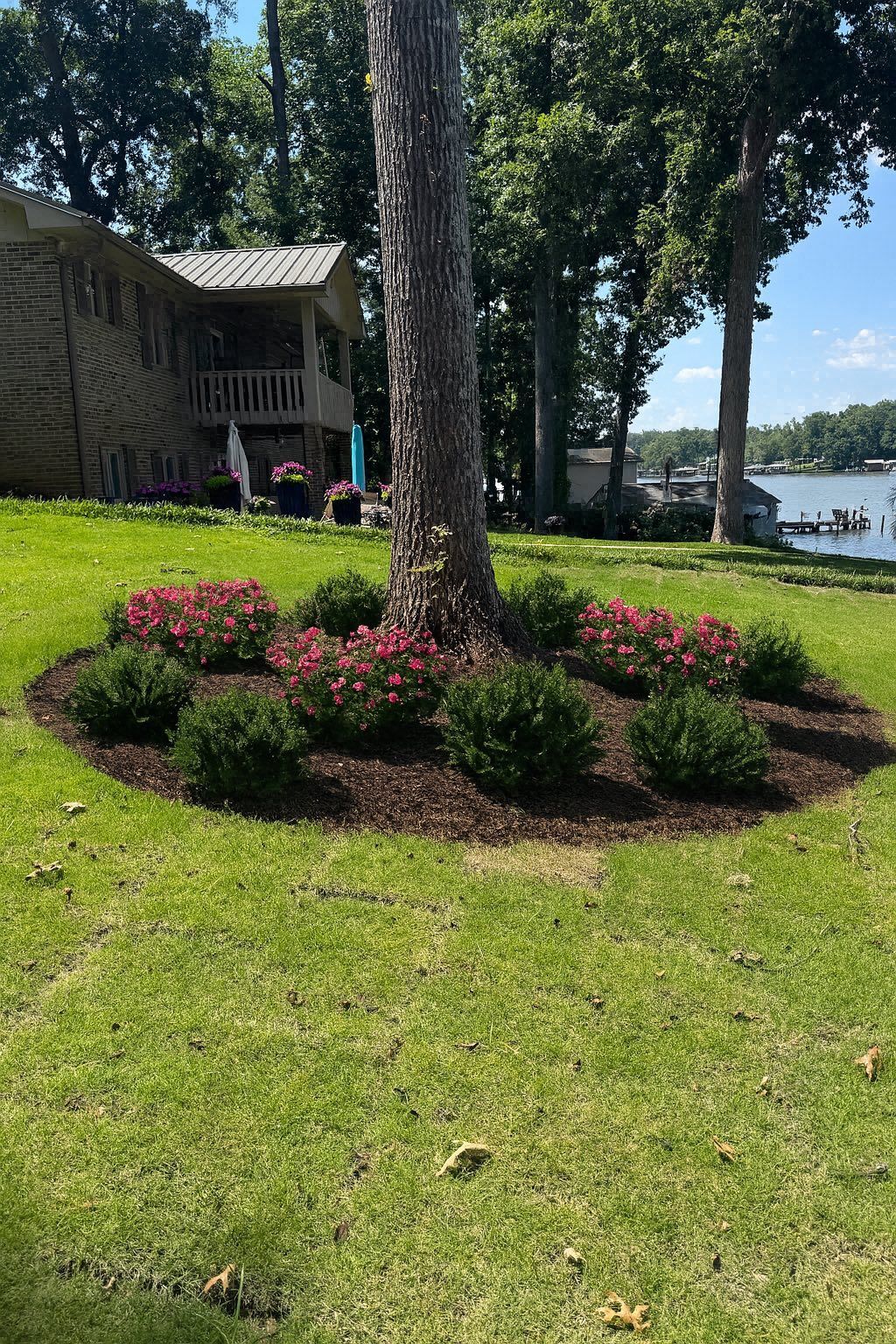 Green lawn with a tree surrounded by a bed of mulch and flowering shrubs, a house in the background.