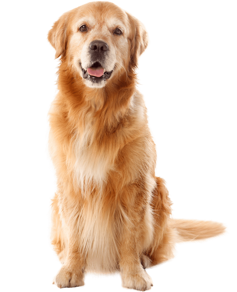 A golden-colored dog sitting against a white background with its mouth slightly open and a friendly expression.